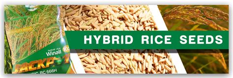 jackpot hybrid rice characteristics|Hybrid Rice Seeds .